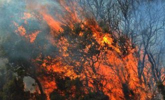 Λακωνία: Μεγάλη πυρκαγιά κοντά σε κατοικημένη περιοχή