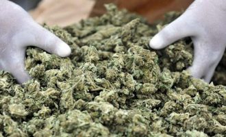 Η ολλανδική βουλή νομιμοποίησε την καλλιέργεια μαριχουάνας