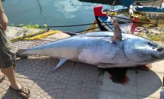 Ψαράς έπιασε τόνο 220 κιλών στην Κεφαλονιά
