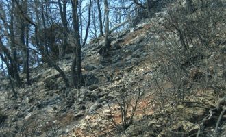 Τσιρώνης: Πως θα αξιοποιηθούν τα  αποκαΐδια από τα δάση της Εύβοιας