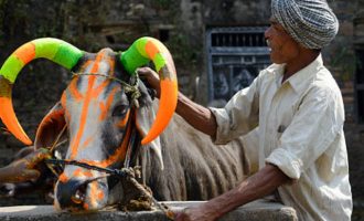 Oι Ινδοί βάφουν φωσφοριζέ τα κέρατα αγελάδων λόγω τροχαίων!
