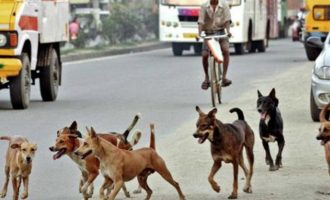 Εκατό αδέσποτα σκυλιά κατασπάραξαν  65χρονη στην Ινδία