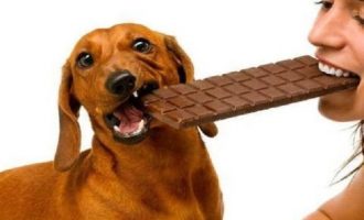 Οι 16 πολύ επικίνδυνες τροφές για τα σκυλιά