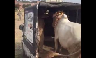 Ιερή Αγελάδα σκότωσε με μια κλωτσιά δυστυχή Ινδό (βίντεο)