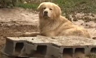 «Χάτσικο» στη Λακωνία: Σκύλος οδήγησε τους διασώστες στο νεκρό αφεντικό του (βίντεο)