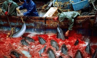 Ξεκίνησε και φέτος η σφαγή δελφινιών στην Ιαπωνία – Η απόλυτη βαρβαρότητα