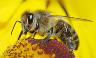Εξαπλώνεται ο Ζίκα στις ΗΠΑ – Επιτέθηκαν στα κουνούπια και σκότωσαν τις μέλισσες