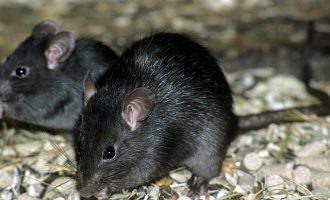 68χρονος πέθανε από δάγκωμα ποντικιού στην Αμαλιάδα