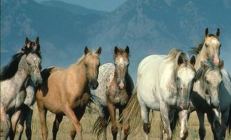 ΗΠΑ: Σε θάνατο 45.000 άγρια άλογα επειδή είναι “βάρος”