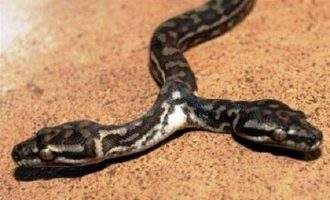 ΗΠΑ: Σπάνιο δικέφαλο φίδι εντοπίστηκε στο Κάνσας