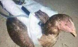 Το Ισλαμικό Κράτος στέλνει κότες σε αποστολές αυτοκτονίας και ρίχνει βόμβες με σκορπιούς