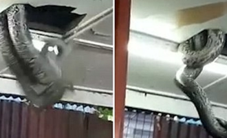 Σοκ στο Χονγκ Κονγκ: Γιγάντιο φίδι έπεσε από ταβάνι εστιατορίου (βίντεο)