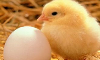 Η γέννηση ενός κοτόπουλου έξω από το αβγό -Το πείραμα μαθητών που έγινε viral (βίντεο)