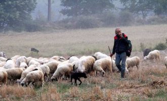 Σε ποιους κτηνοτρόφους θα δοθούν 1,68 εκατ. ευρώ