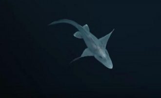 Βίντεο ντοκουμέντο: Δείτε για πρώτη φορά πως είναι ο καρχαρίας “φάντασμα”