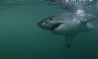 Με αφανισμό κινδυνεύουν οι καρχαρίες της Μεσογείου