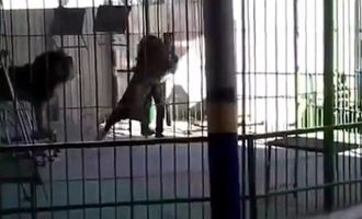 Φρικτό τέλος για θηριοδαμαστή – Λιοντάρι του τρώει το λαιμό (σκληρό βίντεο)