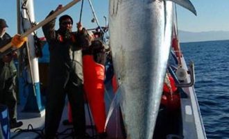 Χριστουγεννιάτικος μποναμάς για ψαράδες στη Σκόπελο: Έβγαλαν τόνο 185 κιλών