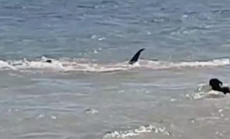 Απίστευτο βίντεο: Σκύλος κυνηγά… καρχαρία μέσα στη θάλασσα (βίντεο)
