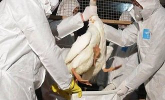 Προληπτικά μέτρα για τη γρίπη των πτηνών