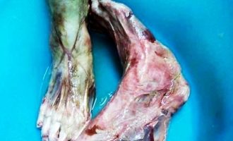 Αυτά τα ανθρώπινα πόδια λέγεται ότι σέρβιρε κινέζικο εστιατόριο στην Ιταλία
