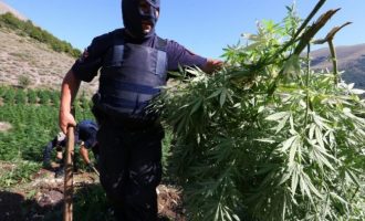 Καλλιεργούν το χασίς σε κρατικά οικόπεδα στην Αλβανία