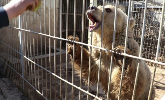 Ανακατάληψη της Μοσούλης: Τελευταίοι επιζώντες ένα λιοντάρι και μια αρκούδα (βίντεο)