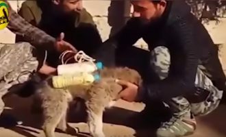 Το Ισλαμικό Κράτος παγίδευσε σκύλο με εκρηκτικά (βίντεο)