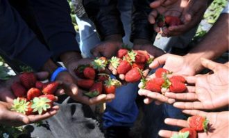 Βαριά “καμπάνα” από το ΕΔΑΔ στην Ελλάδα για τα φραουλοχώραφα της Μανωλάδας