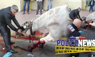 Ταξί συγκρούστηκε με άμαξα στο κέντρο της Αθήνας – Τραυματίστηκε σοβαρά ένα άλογο