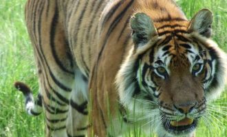 Τίγρης κατασπάραξε υπάλληλο σε ζωολογικό κήπο