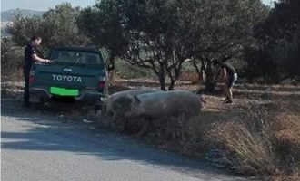 Δύο μεγαλόσωμα γουρούνια επιτέθηκαν σε περιπολικό στην Κρήτη
