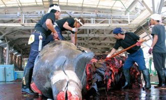 Εμμονή να σφάζουν φάλαινες έχουν οι Ιάπωνες – Θεωρούν “ζήτημα τιμής” τη φαλαινοθηρία