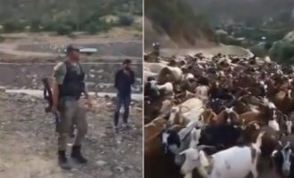 Τούρκοι χωροφύλακες αρπάζουν τα κοπάδια των Κούρδων (βίντεο)