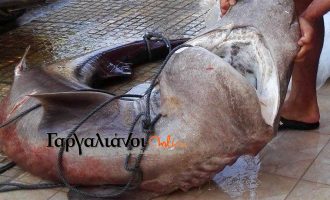 Καρχαρία 180 κιλών έφεραν ψαράδες στο λιμάνι της Μαραθόπολης (φωτο)