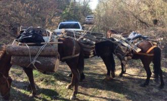 Πιάστηκαν Αλβανοί στα πράσα πριν αρχίσουν να κόβουν παράνομα ξυλεία σε ελληνικό δάσος