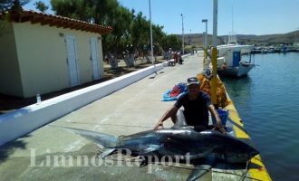 Σπάνιο καρχαρία 200 κιλών και 2,5 μέτρων έπιασαν ψαράδες στην Λήμνο (φωτο)