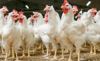 Νέο διατροφικό σκάνδαλο: Βρέθηκαν κοτόπουλα μολυσμένα με εντομοκτόνο