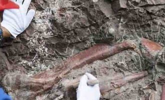 Ανακαλύφθηκαν απολιθωμένα αποτυπώματα δεινοσαύρων 100 εκατομμυρίων ετών στην Kίνα