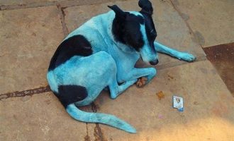 Μυστήριο: Σκυλιά στην Ινδία αλλάζουν χρώμα και γίνονται …μπλε (φωτο+βίντεο)