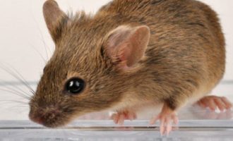 Απίστευτο: Ποντίκια στην Κρήτη έφαγαν 30.000 ευρώ από ηλικιωμένη που πέθανε
