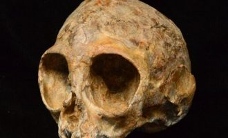 Ανακαλύφθηκε κρανίο 13 εκατ. ετών από κοινό πρόγονο πιθήκων και ανθρώπων