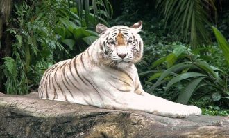 Τίγρεις κατασπάραξαν 40χρονο υπάλληλο ζωολογικού κήπου στην Ινδία