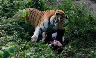 Ρωσία: Στα δόντια σιβηριανού τίγρη νεαρή υπάλληλος ζωολογικού κήπου (φωτο)