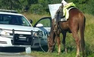 53χρονη συνελήφθη γιατί οδηγούσε τύφλα στο μεθύσι  ένα άλογο