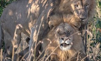 Τα γκέι λιοντάρια της Κένυας “σκανδάλισαν” τοπικό αξιωματούχο – “Τα κατέλαβε ο διάβολος”