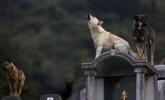 Απίστευτο: 200.000 σύριγγες με ναρκωτικά στην Κίνα προορίζονταν για αδέσποτα σκυλιά