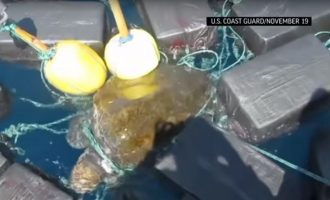 Χελώνα μετέφερε κοκαΐνη 53 εκατομμυρίων δολαρίων (βίντεο)