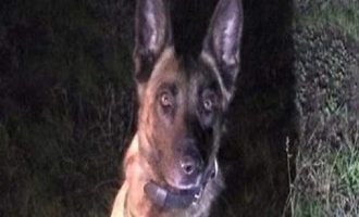 Άνθρωπος δάγκωσε σκύλο της αστυνομίας στις ΗΠΑ
