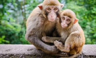 Επιστήμονες κλωνοποίησαν μαϊμού για πρώτη φορά στην ιστορία